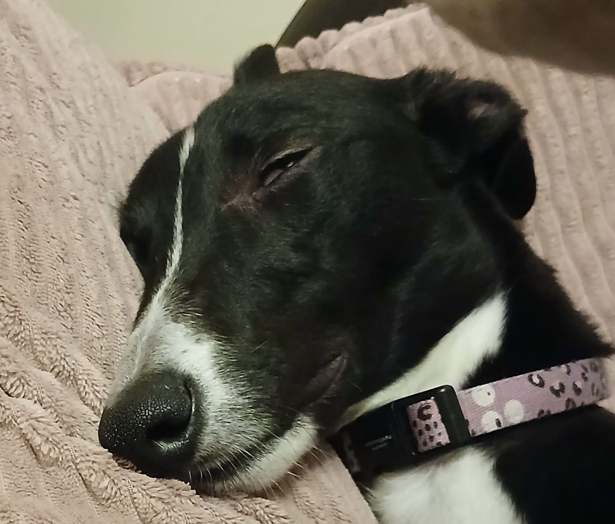 Indi